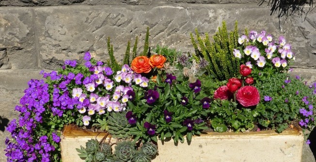 Raised Flower Beds in Ashley